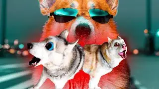 Я СОЖРАЛ ХАСКИ БАНДИТА И БУБЛИКА!! (Корги Кекс) Говорящая собака