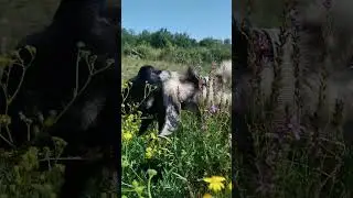 Приятного аппетита!)) #деревня #козел #козы #коза #природа #еда  #food #nature #chèvre #трава #шортс
