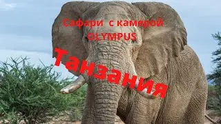 Съемка в Танзании на камеру Olympus  и объективы 100-400 мм, 300 мм