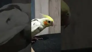 Burung Parkit Australia - Falk Bird Latih Lagu Kalau Kau Suka Hati - Progress 1