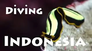 Diving Indonesia - Plongée -  SULAWESI 2015