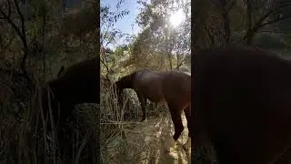 пришли на рыбалку а там конь 