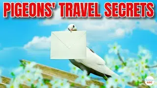 How Do Carrier Pigeons Know 'Where' To Go?