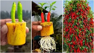 How to grow chili plant at home from chilis || Best & easy method for planting