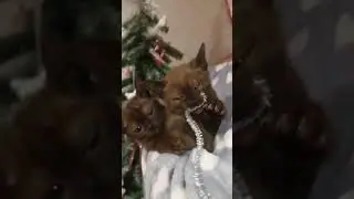 Мур мур котятки