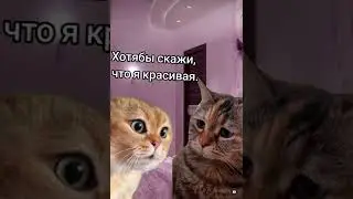 Котики юмор 14 февраля 
