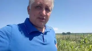 гриб веселка. И кто же ЭТО выращивал?