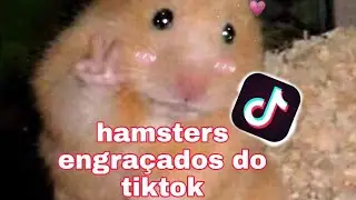Hamsters fofos e engraçados do tiktok