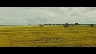 Rewind on the Cinematography of Azali