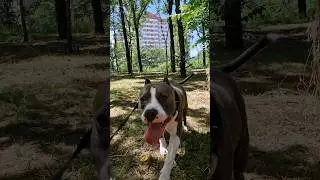 Амстафф Локи 3 года | Драконим Комаров | Стаффорд | Amstaff Loki