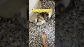 Takut air. Tapi hobi tidur dikamar mandi #cat #cute #catlover #animals #kitten #kucing #kucinglucu