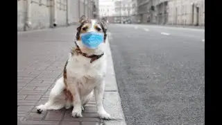 Карантин во всем мире Животные бунтуют!!!