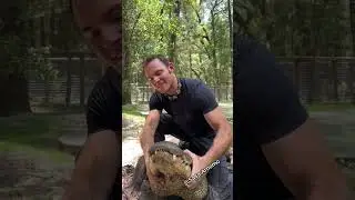 how to catch alligators