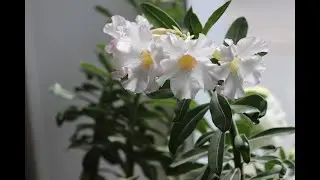 Adenium seedling result KO-94 Цветет сеянец из семян КО-94 #shorts