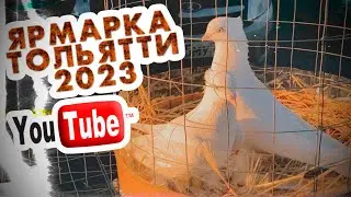 Ярмарка голубей в Тольятти 2023 осень 🍂