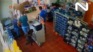 Cavalo invade loja, causa estragos e fere funcionários em Palmeira das Missões, RS