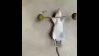 Крыса качается под моцарта