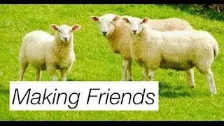 Trying to Make Friends in the Country || Steff Bell