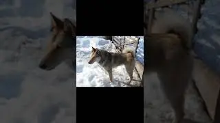 Потомок Урана