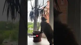 Бароша любит цветочки❤️