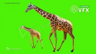 Giraffe Green Screen Effects 🦒 Free Animal Chroma key