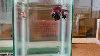 Red koi galaxy...Hobi Ikan Laga Betta Pakdoo Unanina..