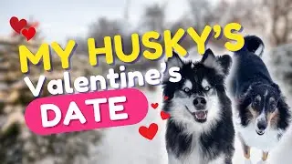 My HUSKY stood his girlfriend up on VALENTINE'S DAY 😮