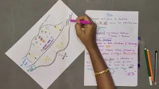 PONS ANATOMY/ PART 1/ NEUROANATOMY