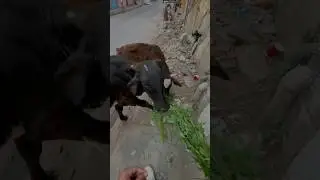 Mata 🐄 #MR.AJ_RIDER #r15v4 #bike #viral #motovlog #trending #shootvideo #youtube #mata