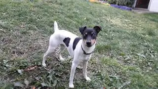 Terrier Chileno buena mascota para grandes y chicos