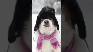 Совет собаки .