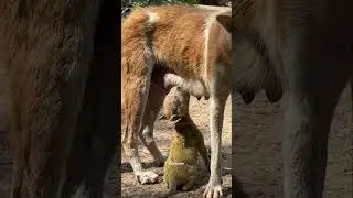 Puppies Rescued With The cave 😭☹️puppy 