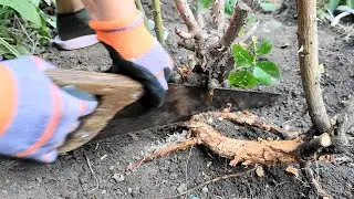 🌹Как убрать поросль шиповника на розе