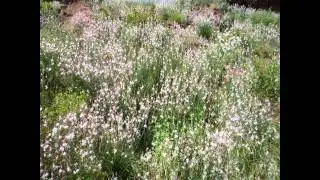 АСФОДЕЛЮС  АСФОДЕЛЬ  (ASPHODELUS)  сем. Асфоделивые