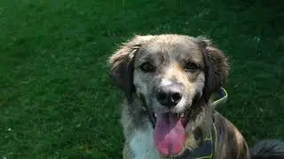 Puppy Park in Brighton