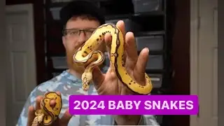 Breeding Ball Pythons! 2024 Baby snakes ! Vlog