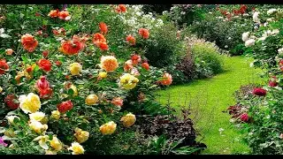 HOW TO CORRECTLY AND HARMONIOUSLY COMBINE ROSES IN THE GARDEN TO GET BEAUTIFUL COMPOSITIONS