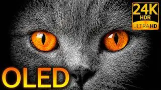 24K HDR 120FPS Animal Essence: Pure OLED Black & Detail (8K/4K Video)