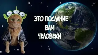 ЧТО ТЕРПЕТЬ НЕ МОГУТ КОТИКИ