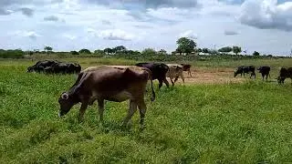 Vacaria  na pastagem do riacho das barros(3)
