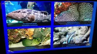 Океанариум Крокус Сити моря и океаны поездка номер 2