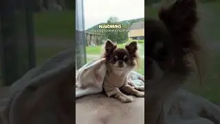 Heart-Stopping Dog Scream 😰🔊 / Did it frighten you too? 🫣
