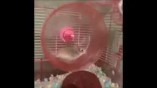 Хомяк слишком разогнался