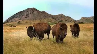 The Lakota Story of Bear Butte Matȟó Pahá