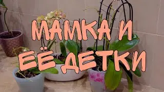 Прекрасная орхидея и её детки