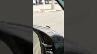 Нежданный попутчик #shorts