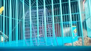2ndinterview to my pet