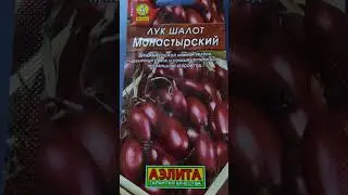 Потрясающий сорт семейного лука. Лук шалот МОНАСТЫРСКИЙ