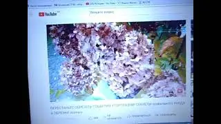 Гортензии. Очередной разбор рекомендаций от 