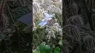 sacrées bosseuses ces abeilles